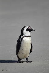 Fototapeta premium Brillenpinguin (Spheniscus demersus)