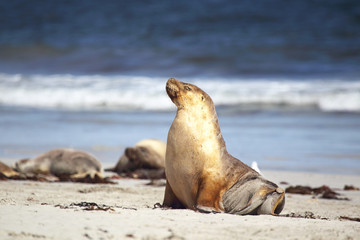Fototapeta premium Australischer Seelöwe (Neophoca cinerea)