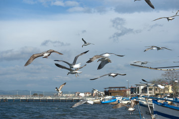 Fototapeta na wymiar Чайки на набережной прибрежного города