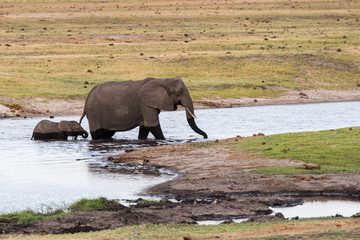 Adult and baby elephant cross river