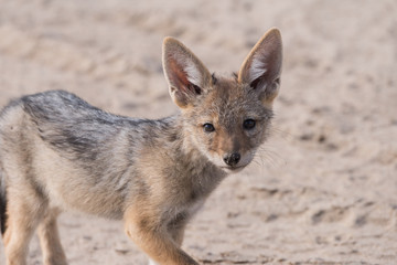 Single Jackal pup portrait