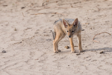 Single Jackal pup portrait