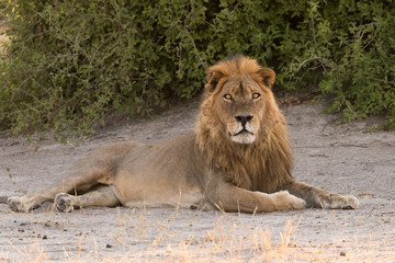 Male lion laying in shade