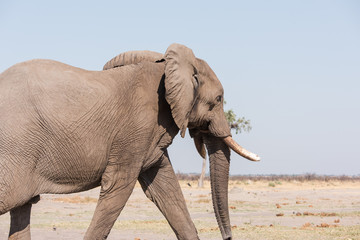 Male elephant Botswana