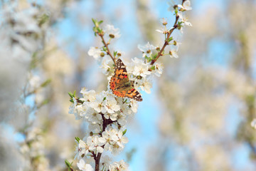 Butterfly on a branch of sakura tree