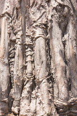 Baobab texture closeup