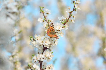 Butterfly on a branch of sakura tree