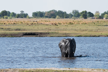 Elephant water crossing