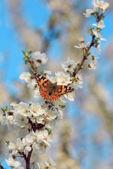 Butterfly on a branch of sakura tree