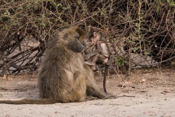 Baboon family time