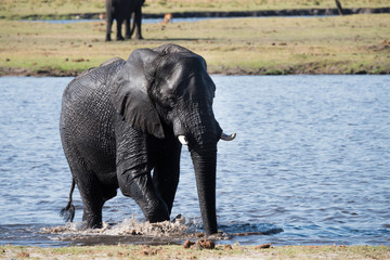 Elephant water crossing