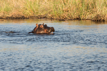Hippo smlie