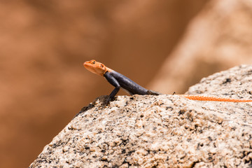 African Readhead Agama on rock