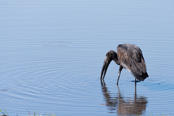 African Openbill Stork fishing