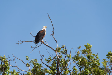 Fish Eagle Perched