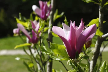Store enrouleur occultant sans perçage Magnolia arbre de magnolia, nature