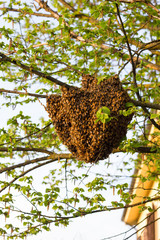 Drone of bees