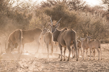 Eland family at waterhole