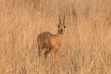 Male Steenbok Portrait ears back