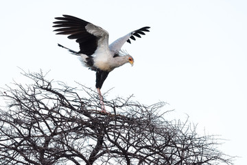 Secretary Bird