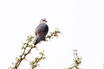 Black Shouldered Kite