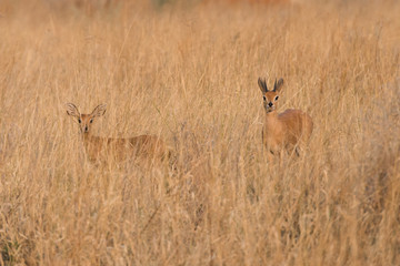 Naklejka na ściany i meble Male and Female Steenbock in Grass