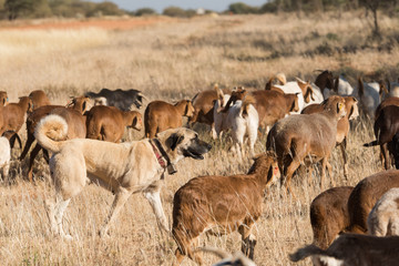 Livestock guarding dog amongst herd