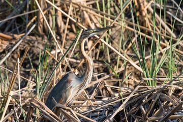 Purple Heron in reeds