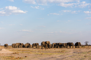 Elephant symmetry