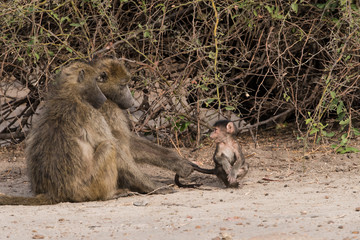 Baboon family time
