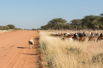 Livestock guarding dog with herd
