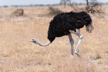 Male Ostrich