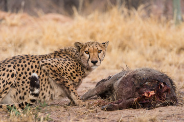 Cheetah on warthog kill