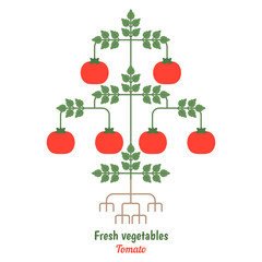 Tomato vegetables illustration.