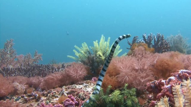 Дайвинг в Филиппинском море близ острова Малапаскуа. Очень ядовитая морская змея кольчатый плоскохвост, ползущая по красочному коралловому рифу.