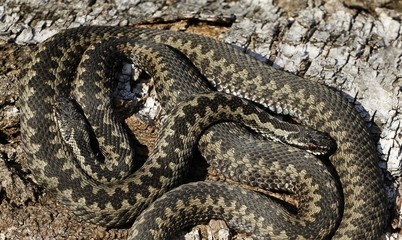 Common vipers Vipera berus basking, Finland.