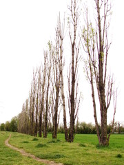 sentiero naturale in campagna