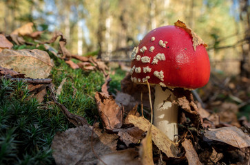 red mushroom in autumn forest