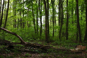 forest, background image