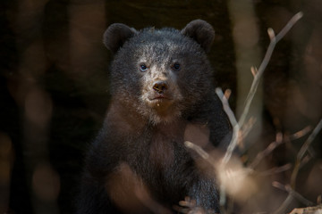 Braunbär Baby Babybär Jungtier bear Baby Bär