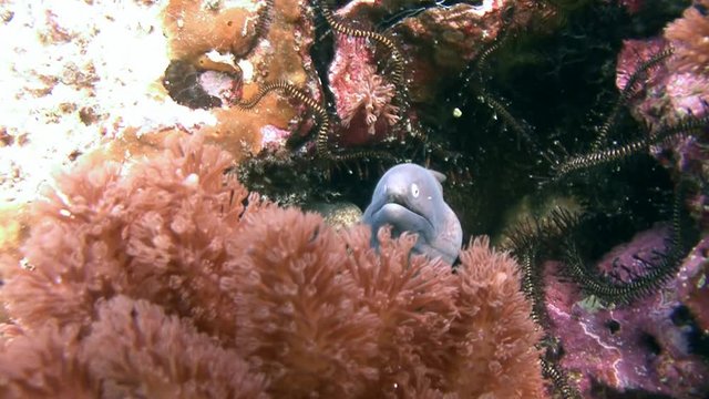 Дайвинг в Филиппинском море близ острова Малапаскуа. В одной пещерке вполне дружелюбно уживаются несколько мурен.