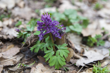 Corydalis Spring Flower