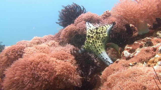 Дайвинг в Филиппинском море близ острова Малапаскуа. Морская звезда на красочном коралловом рифе.