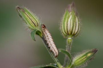 Campion Moth Caterpillar Sideview