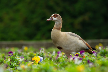 Nilgans goose 3