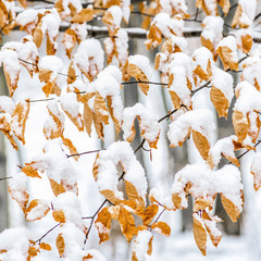 leaves in autumn color covered by snow