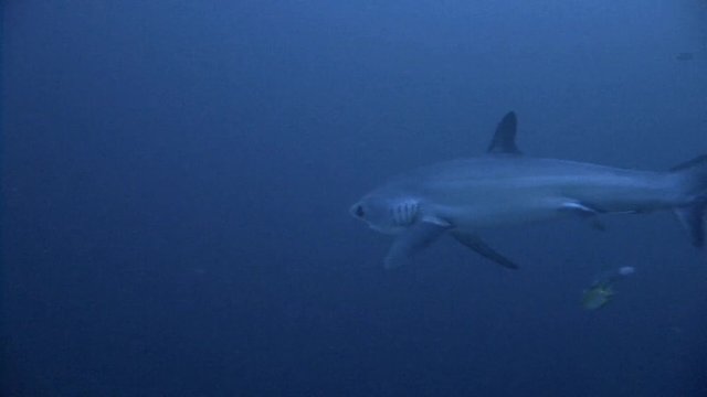 Дайвинг в Филиппинском море близ острова Малапаскуа. Увлекательные погружения с очень осторожными лисьими акулами (trasher) на глубине 40 метров. 