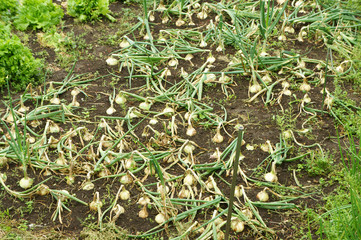 タマネギ収穫時