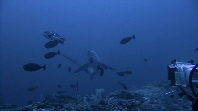 Дайвинг в Филиппинском море близ острова Малапаскуа. Увлекательные погружения с очень осторожными лисьими акулами (trasher) на глубине 40 метров. 