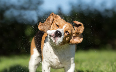 Beagle dog shaking off water